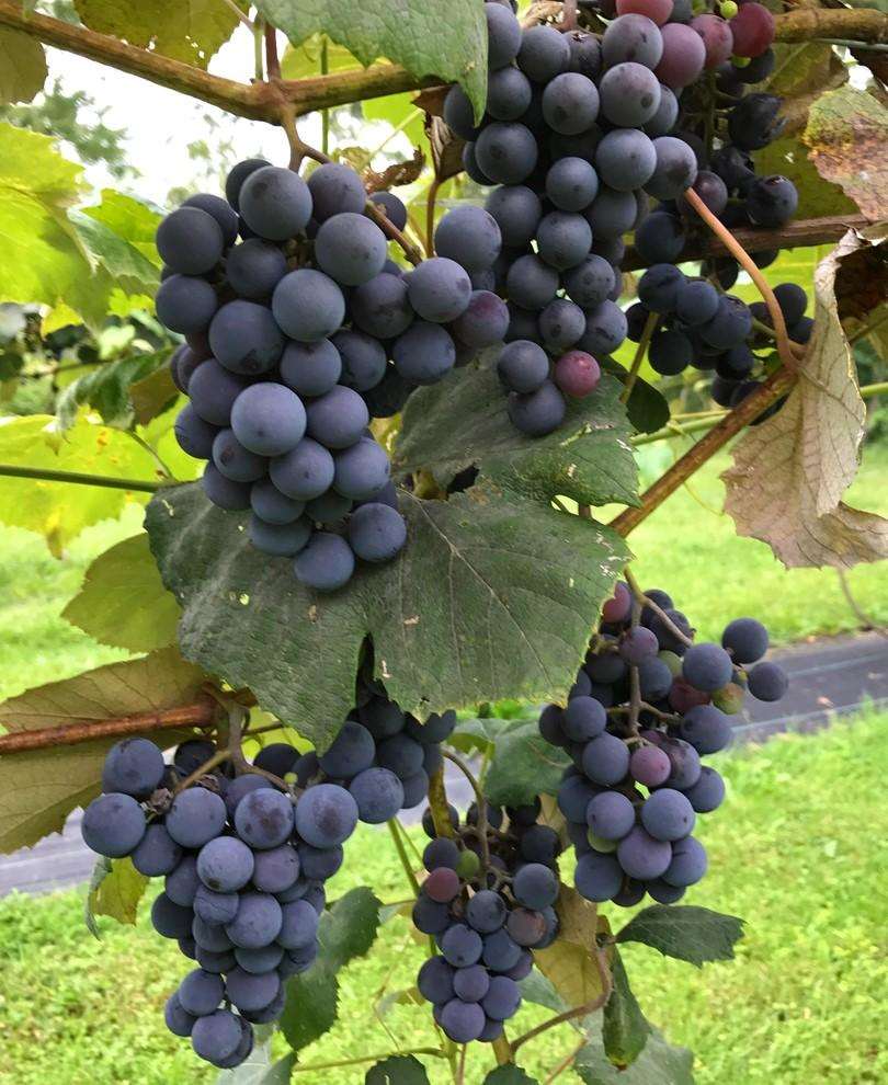 Vines
