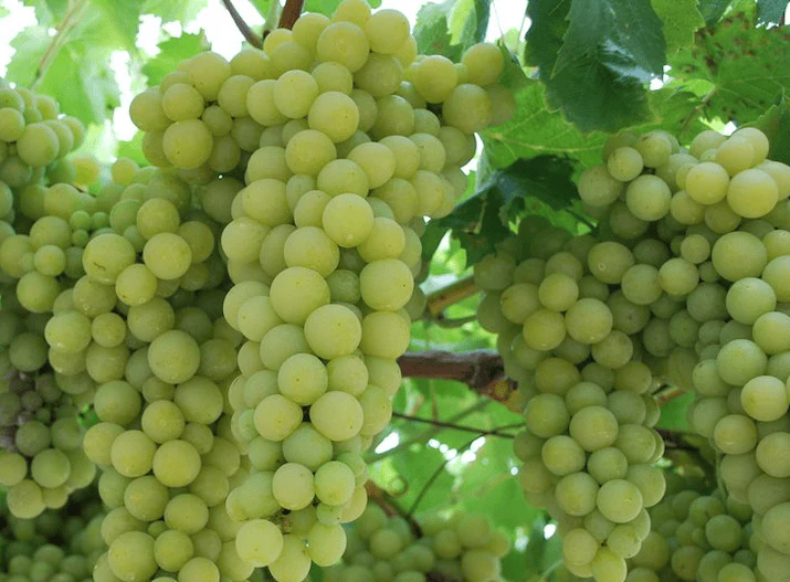 Grapes